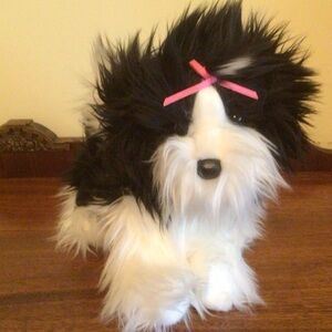 Douglas Shih tzu Dog